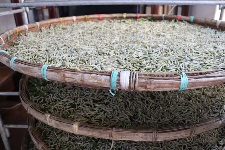 Cổ Chất10